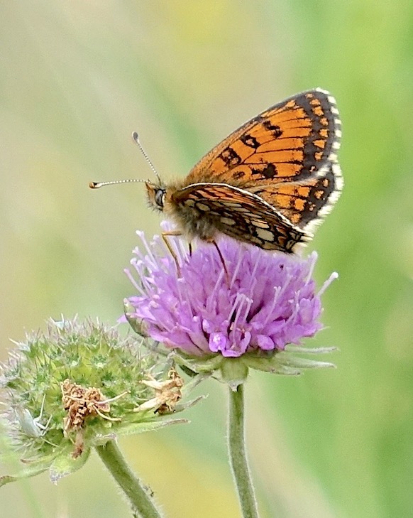 Grison's fritillary